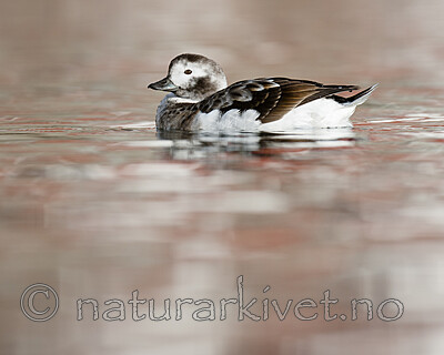 BB 12 0516 / Clangula hyemalis / Havelle